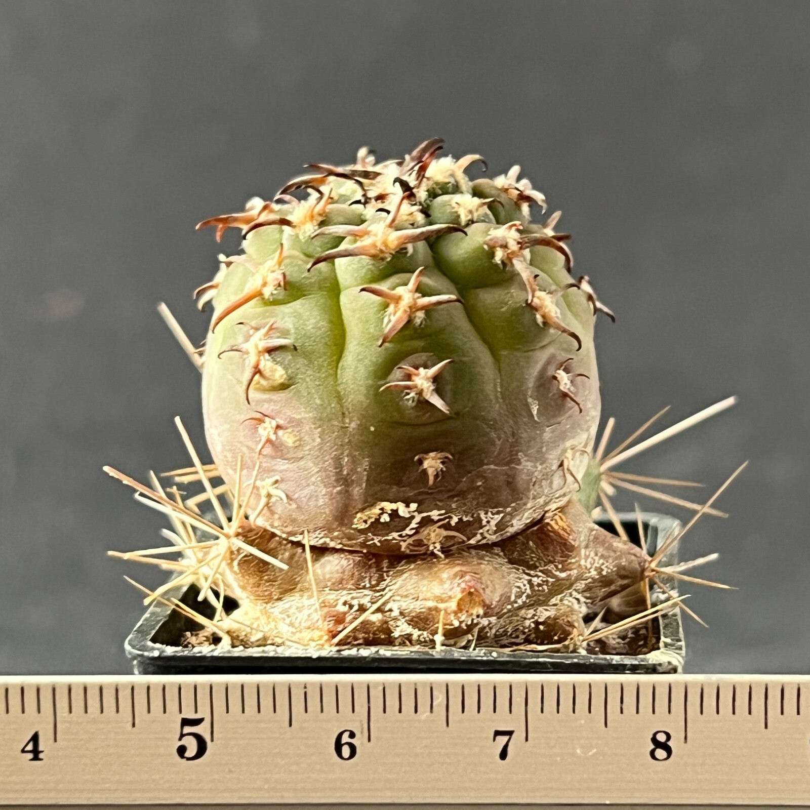 A7-344. Gymnocalycium unguispinum SL-44b (Grafted)