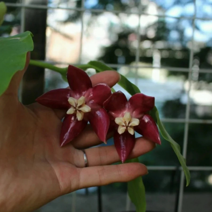 Hoya Imperialis Red Rare Plant