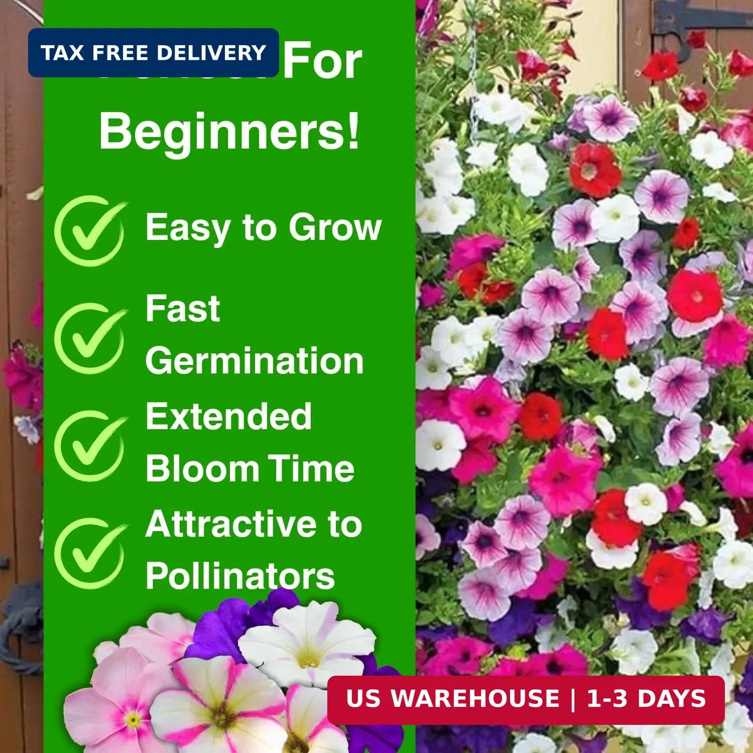 5000+ Petunia Seeds – Mixed Rainbow Color, Bonsai, Grandiflora Flowers, 1500 mg
