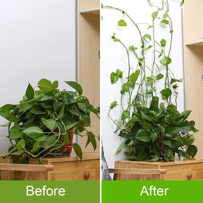 Plant Climbing Wall Fixer Household Vine Growth Climbing Rack Garden Supplies