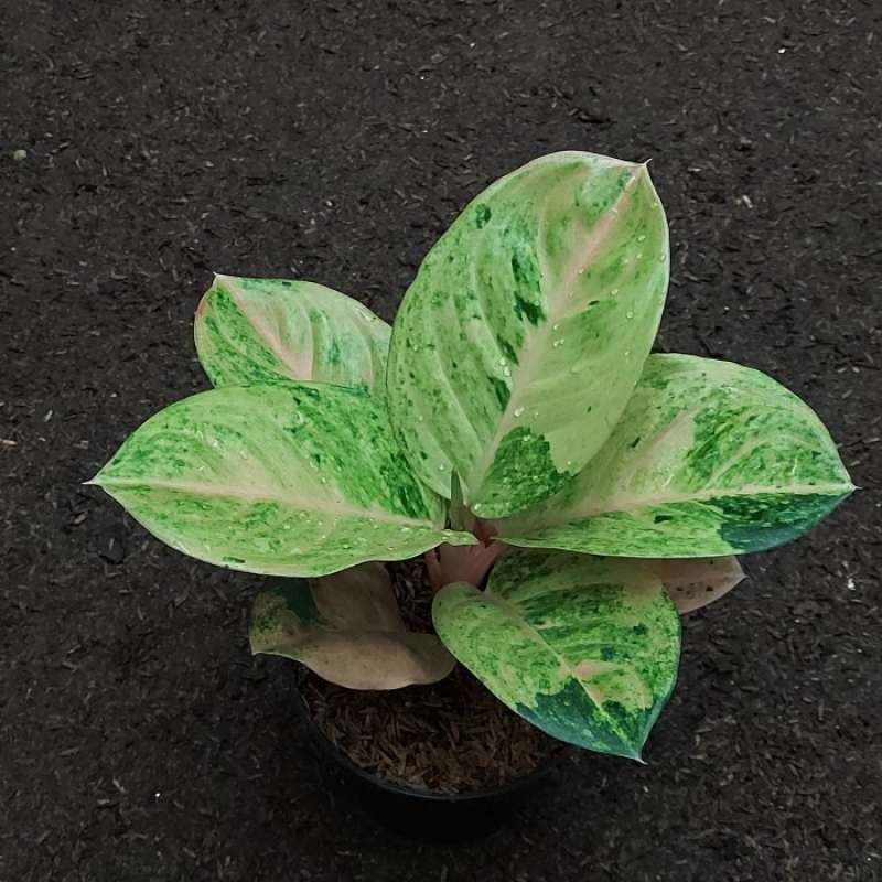 Real Picture Aglaonema Emerald Beautiful Rare Plant