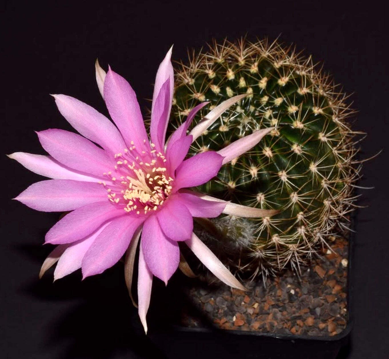 Echinopsis hamatacantha 100 SEEDS – Hook-spined hedgehog cactus | Echinopsis cac