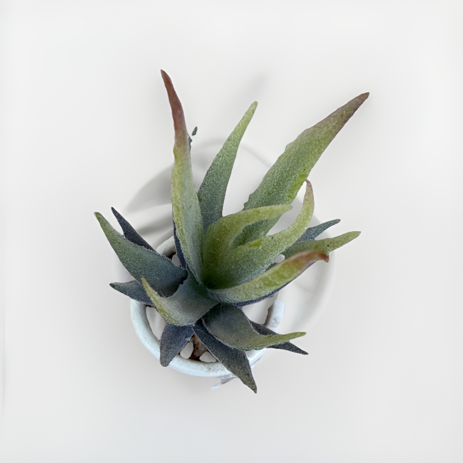 Fake Faux Aloe Plant Decor Small Scrape Hobnail vase 6” Greenery succulent