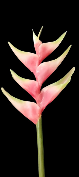 Artificial heliconia stem Hawaiian flowers PINK Tones