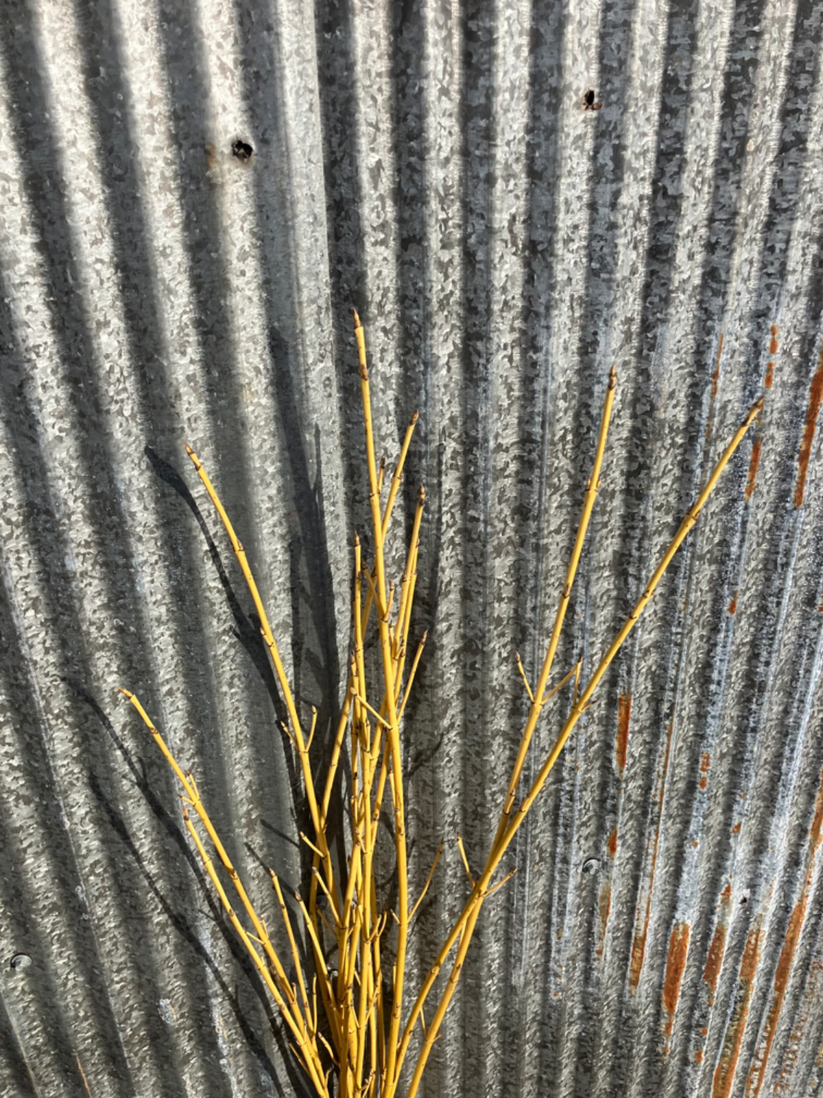 Yellow Dog wood. Bundles of 18-20 stems. 40″-48″ long