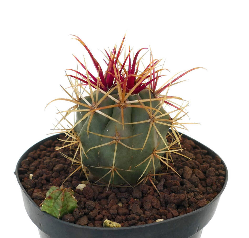 Ferocactus cylindraceus x rectispinus + Euphorbia – California barrel cactus | C