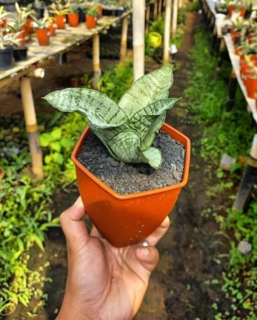 Sansevieria Hybrid Edel Rare Unique Snake Plant