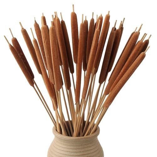 Dried Natural Cattails – 20PCS for DIY Floral Arrangements and Home Office