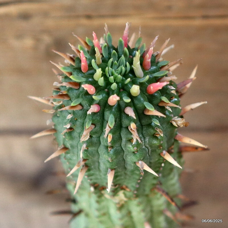 D4486 EUPHORBIA FEROX pot15-H36-W25 cm MaMa Cactus