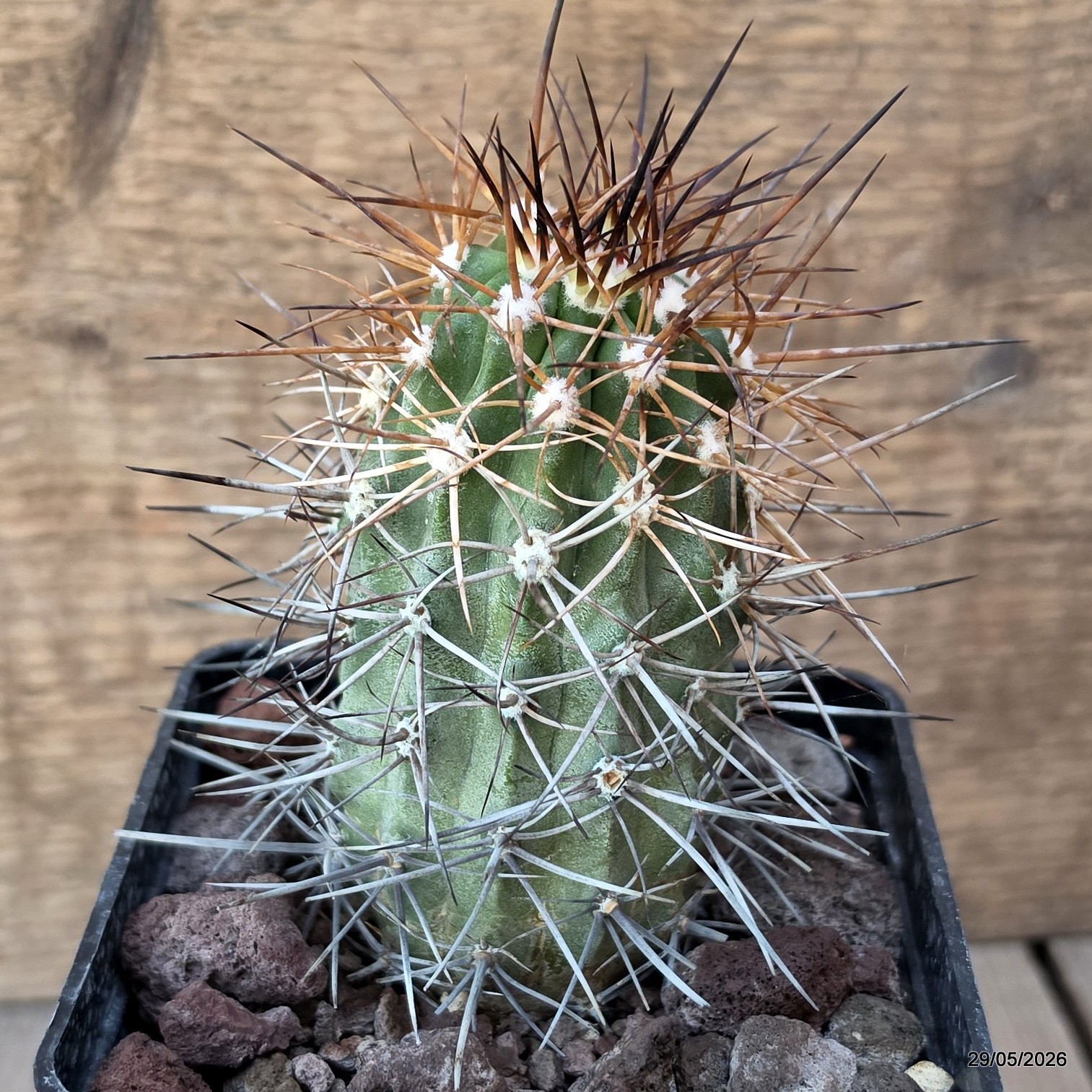 D3423 COPIAPOA PENDULINA pot10-H11-W5,5 cm MaMa Cactus
