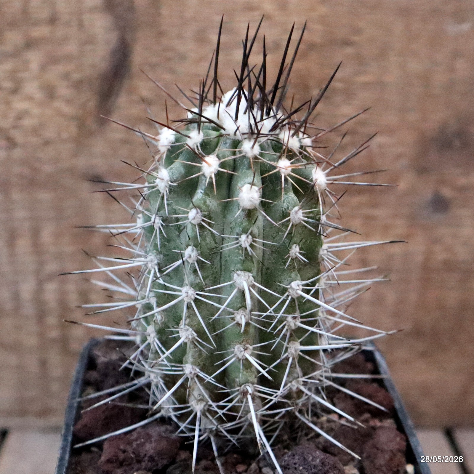D3268 COPIAPOA LONGISPINA pot10-H11-W5,5 cm MaMa Cactus