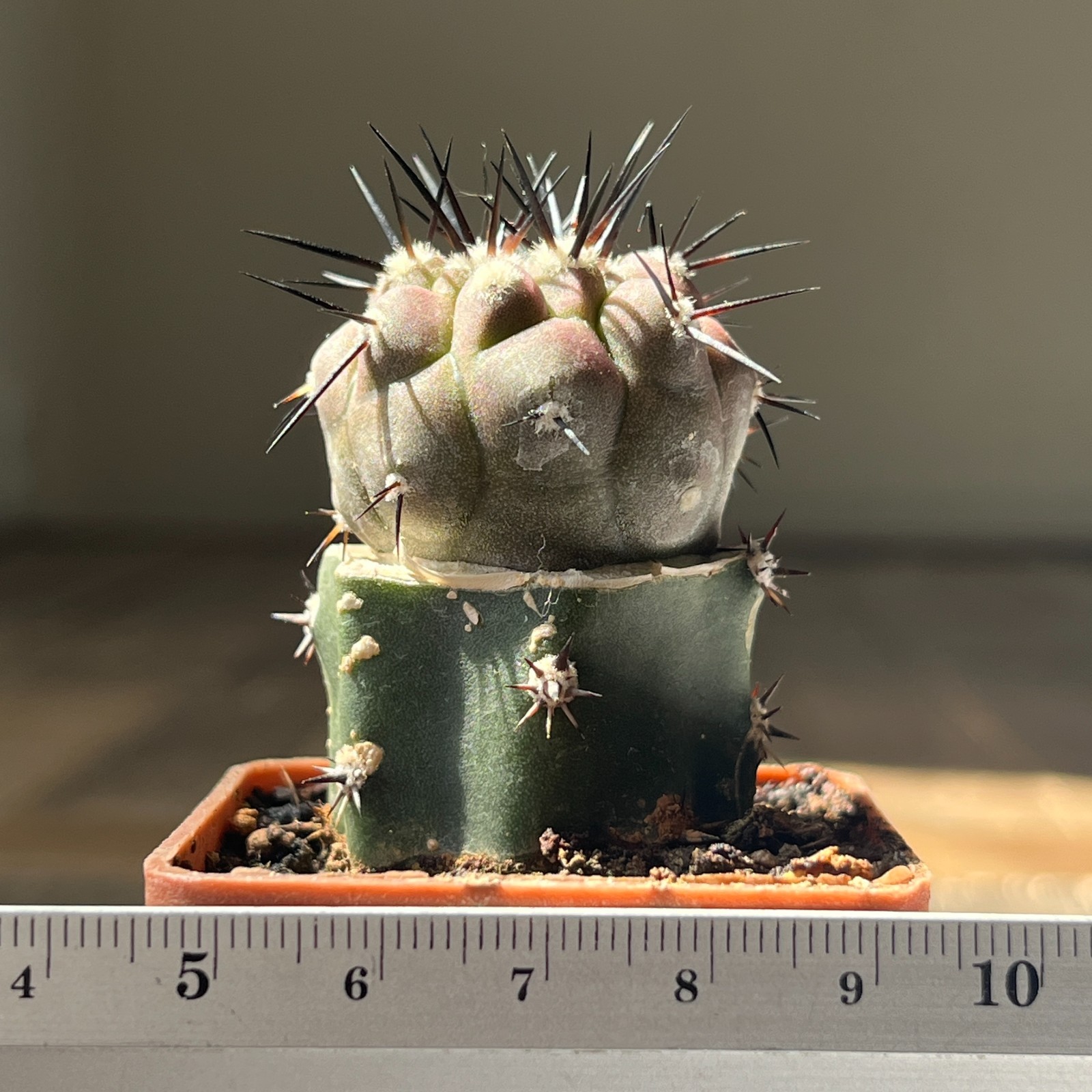 A31-3002 Copiapoa cinerea HR1032, La Quinta, Super Black Spines, dark body