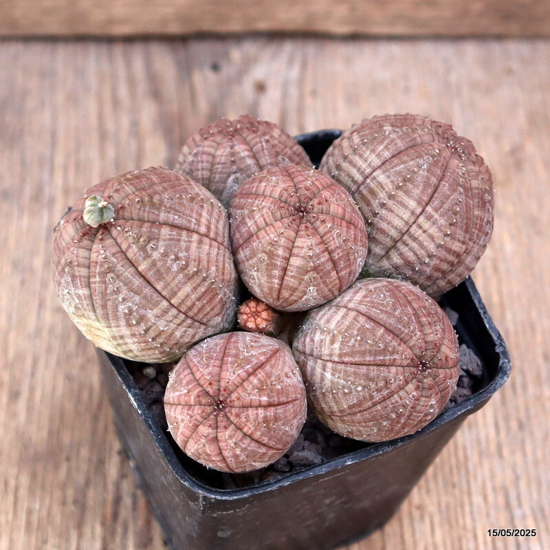 D4176 EUPHORBIA OBESA MULTIHEADS pot8-H6-W10 cm MaMa Cactus