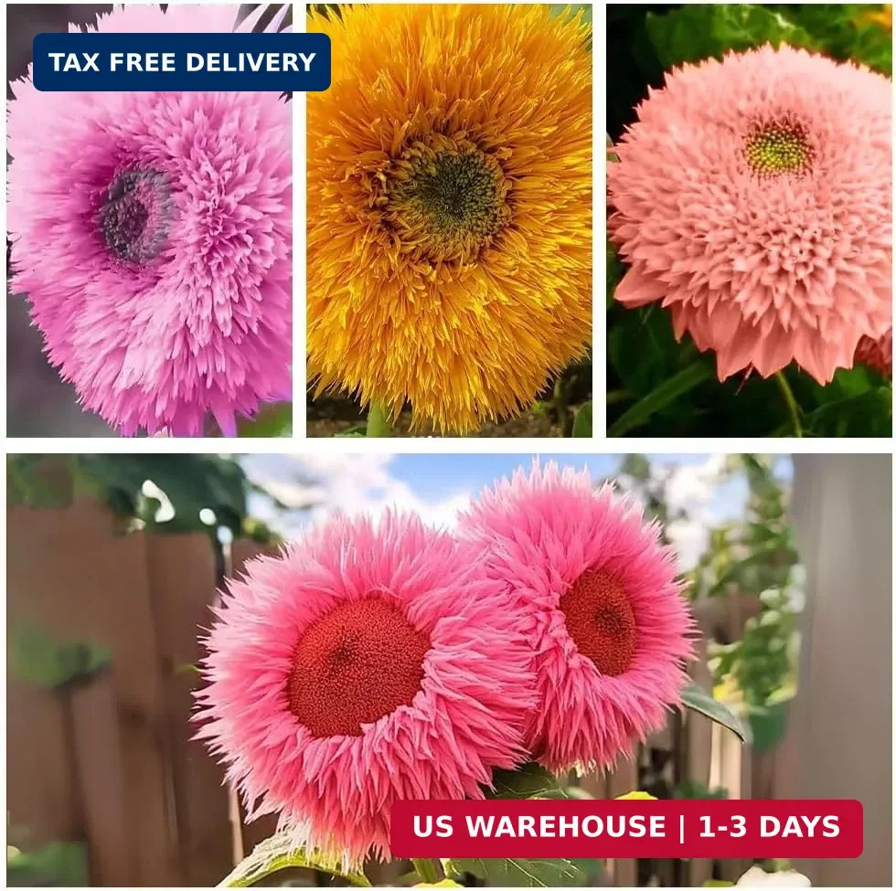 800pcs Teddy Bear Sunflower Seeds for Planting Giant Teddy Bear Sun Flower Seed
