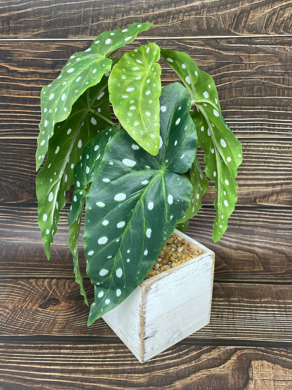 13″ Potted faux Angel Wing Spotted Begonia silk plant in White wood box – Home D