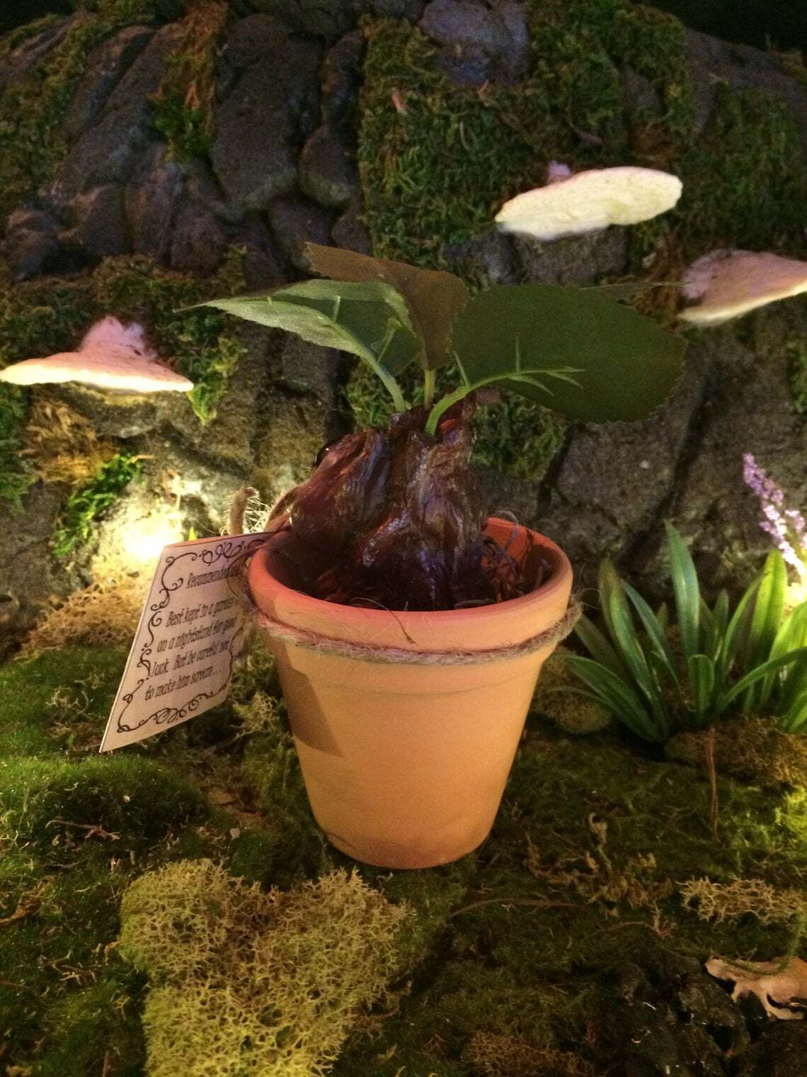 Mandrake Plant Seedling – Adorable Magical Root In A Small Terracotta Pot
