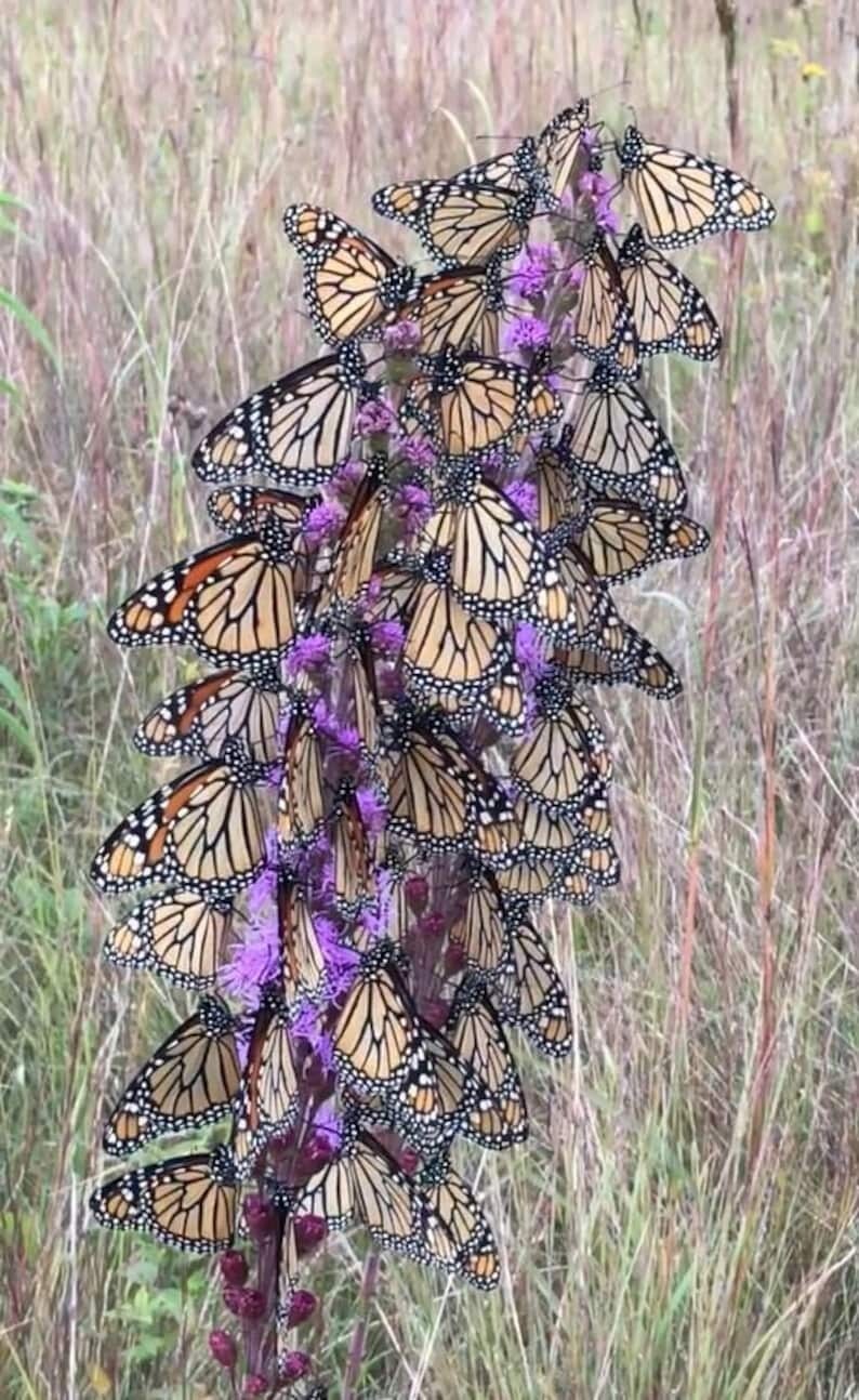 100 BUTTERFLYMAGNET! Meadow Blazing Star Seeds, Monarch magnet seeds, Liatrus