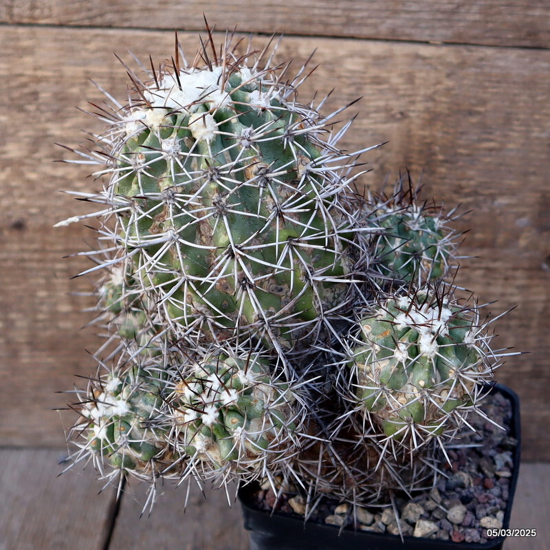 D1160 COPIAPOA COQUINBANA pot 10 cm H 17 cm W 17 cm MaMa Cactus