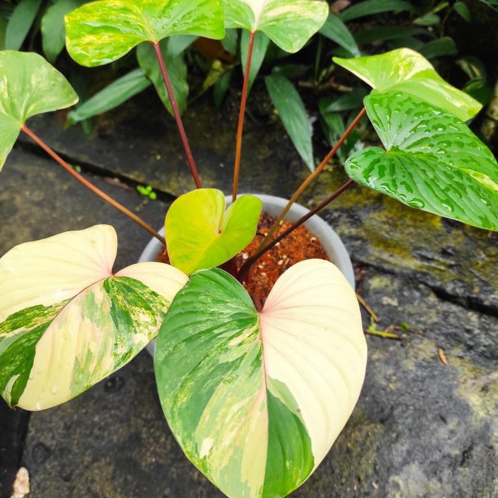 Homalomena Rubescens Variegated Rare Variegated Aroid Indoor Tropical