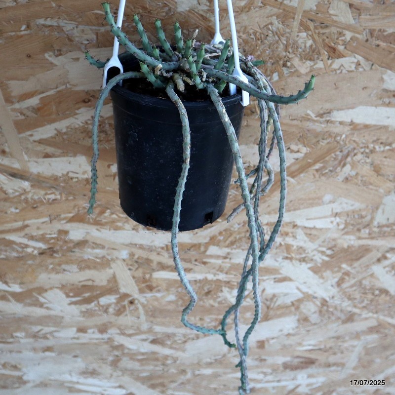 D5339 EUPHORBIA DEBILISPINA pot12-H35-W16 cm MaMa Cactus