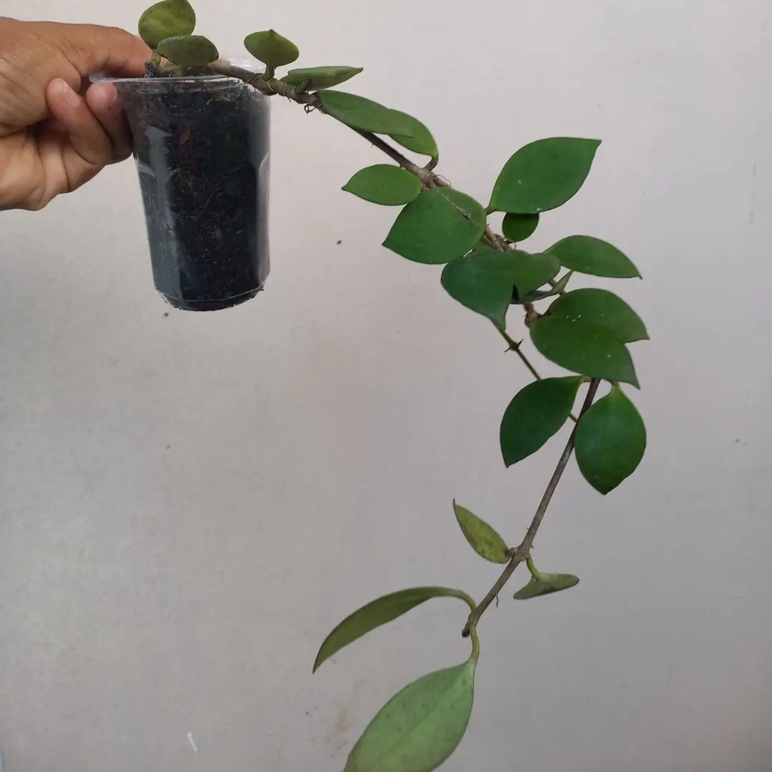 Hoya Myrmecopa Selayar Rare Tropical Wax Plant