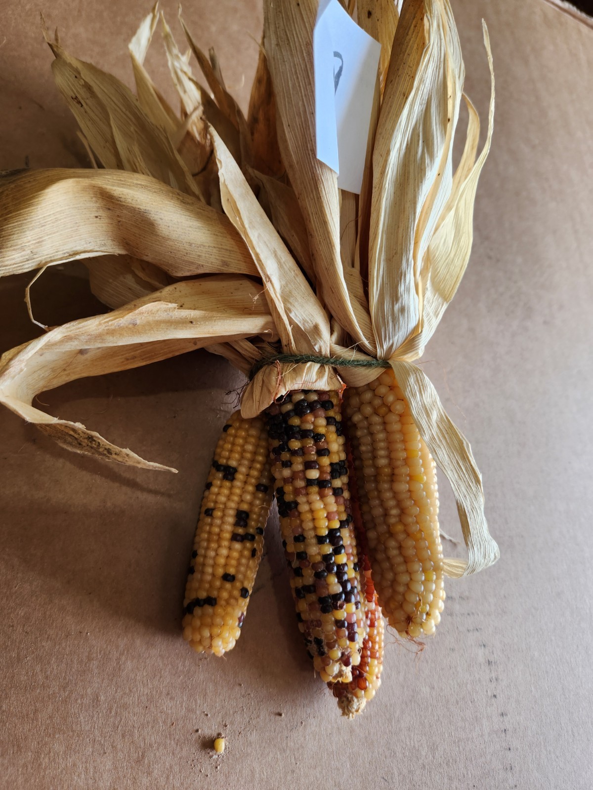 Mini Indian Corn, Approx 5″ Long – Thanksgiving, Fall, Decor, Small #9