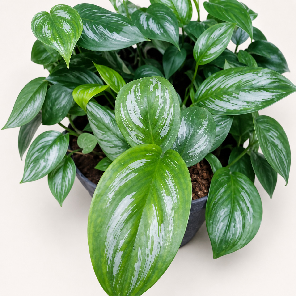 Scindapsus Oficinalis, Rare Variegated, Real Picture, Aroid Houseplant