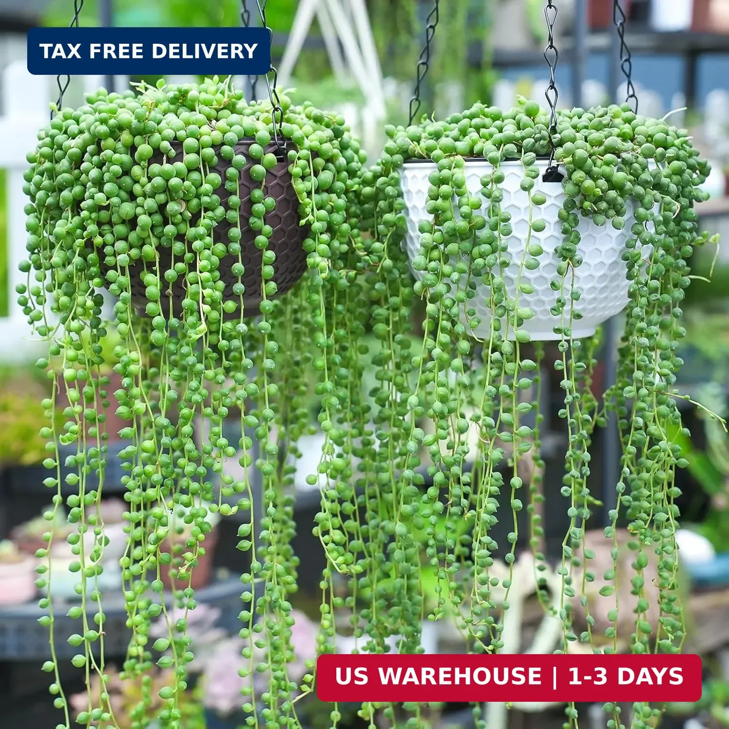 Sprout N Green 4″ String of Pearls, Live Trailing Succulent Fully Rooted in Pots