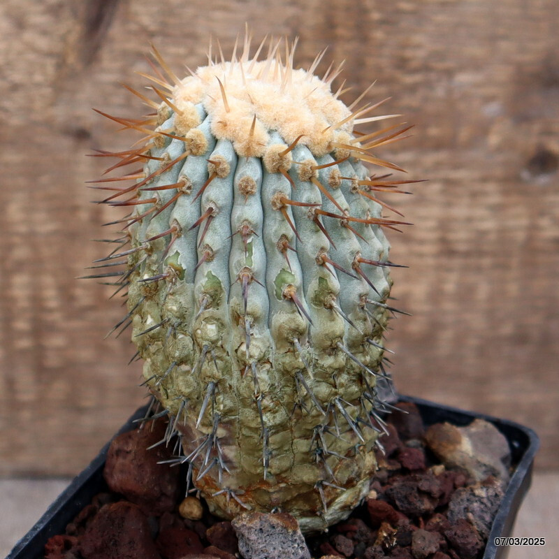 D3812 COPIAPOA CINEREA COLUMNA ALBA pot10-H12-W7 cm MaMa Cactus