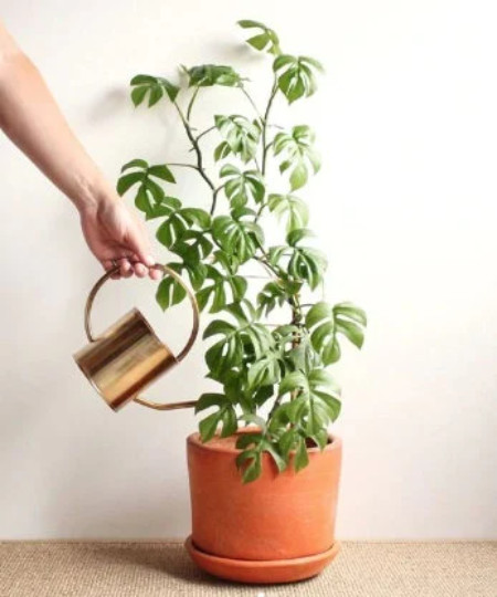 MONSTERA GINNY in 4″ Pot | Mini Split Leaf | Live HousePlant | Tetrasperma