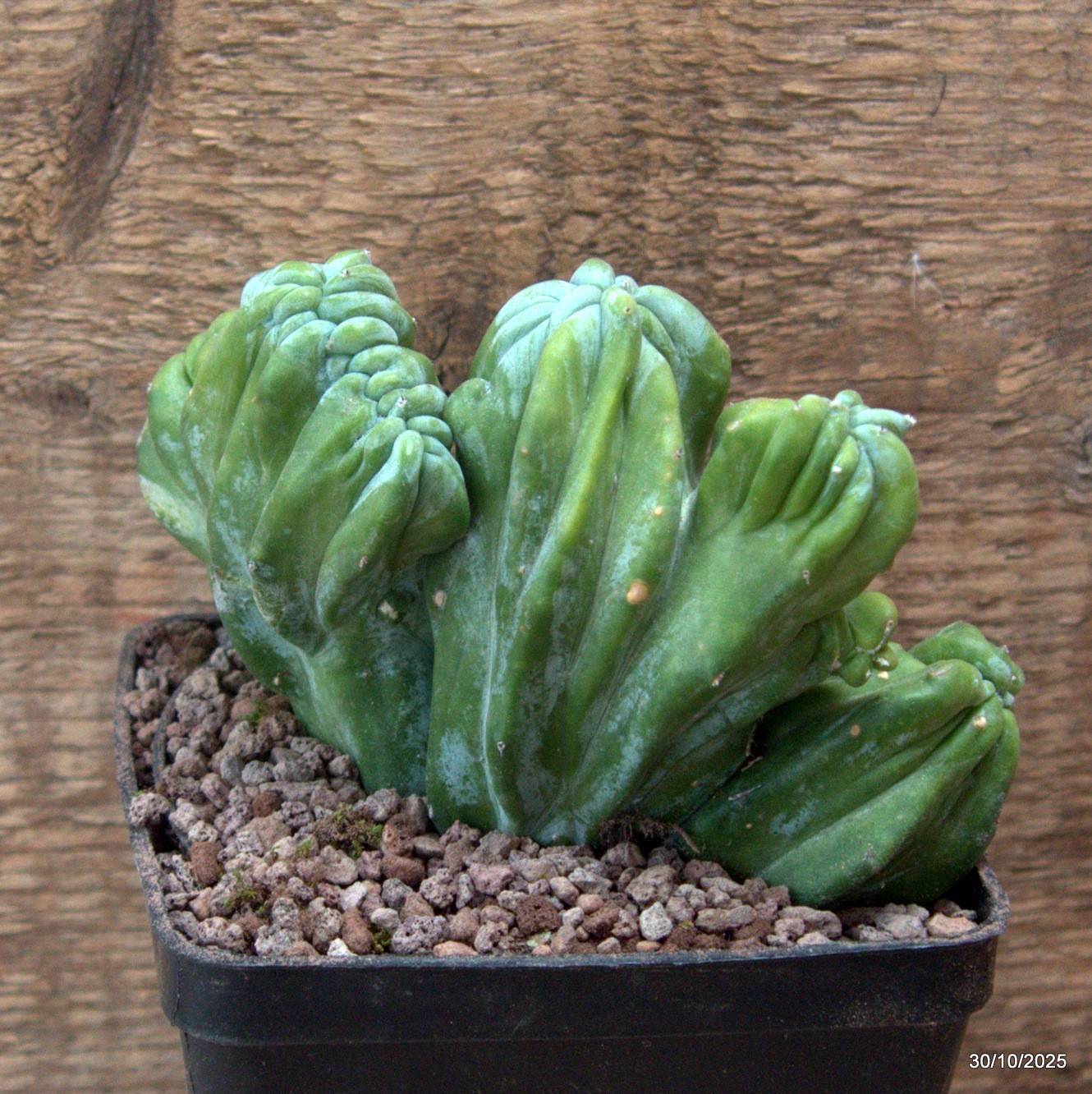D7226 MYRTILLOCACTUS GEOMETRIZANS CRESTED pot10-H10-W13 cm MaMa Cactus