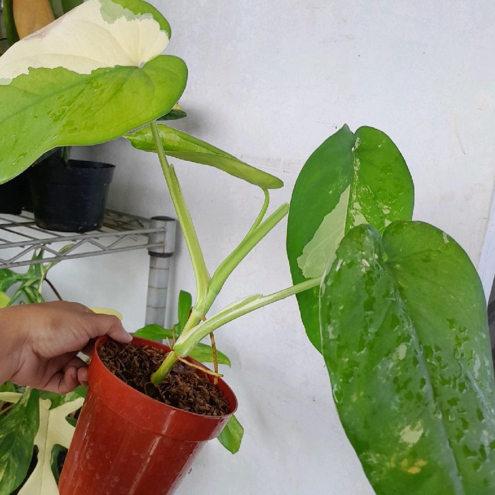 Syngonium Chiapense Variegated Mint Variegated Arrowhead Plant Exotic Tropical