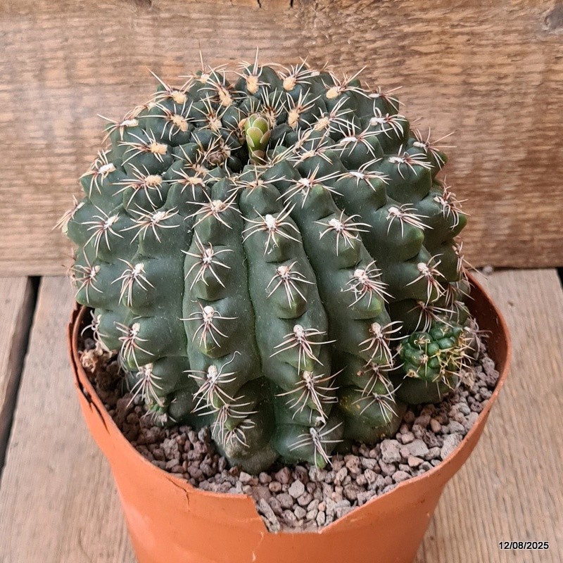 D5909 GYMNOCALYCIUM BALDIANUM OLD pot14-H11-W13 cm MaMa Cactus