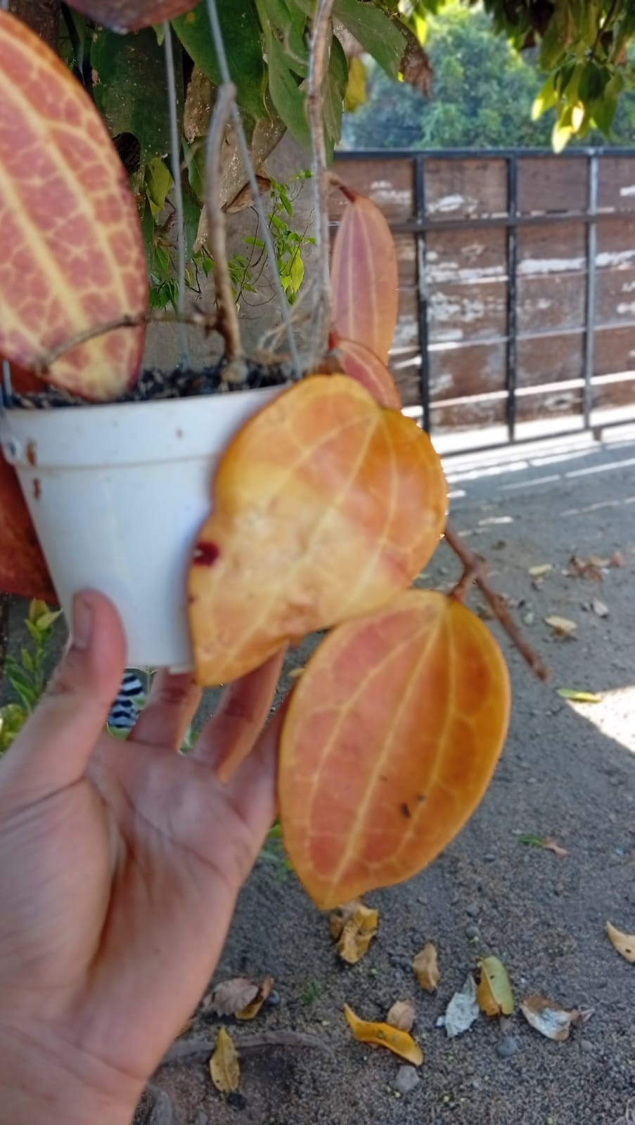 Real Picture Hoya Macrophylla Super Red Sp Borneo Rare Tropical Waxx Plant