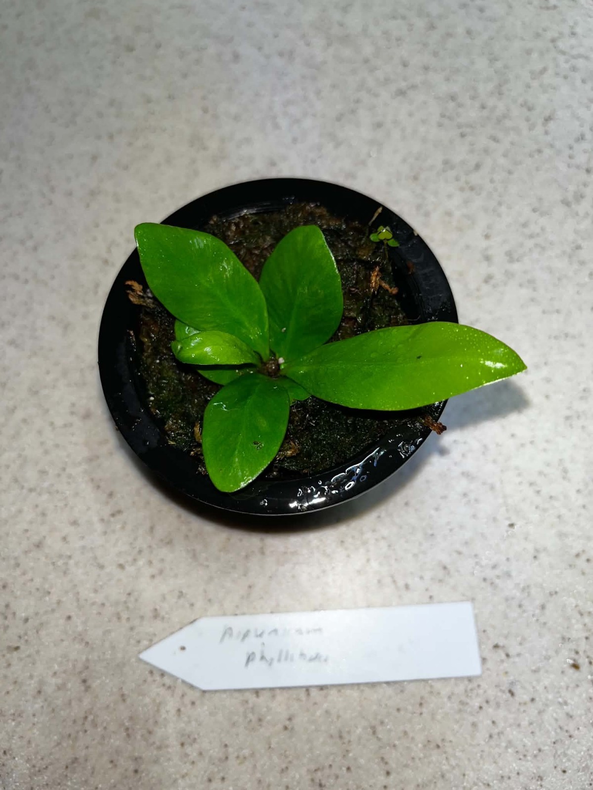 Asplenium phyllitides Spore Grown Florida 3.5 Inch Net Pot ( Not Aspenium Indus)