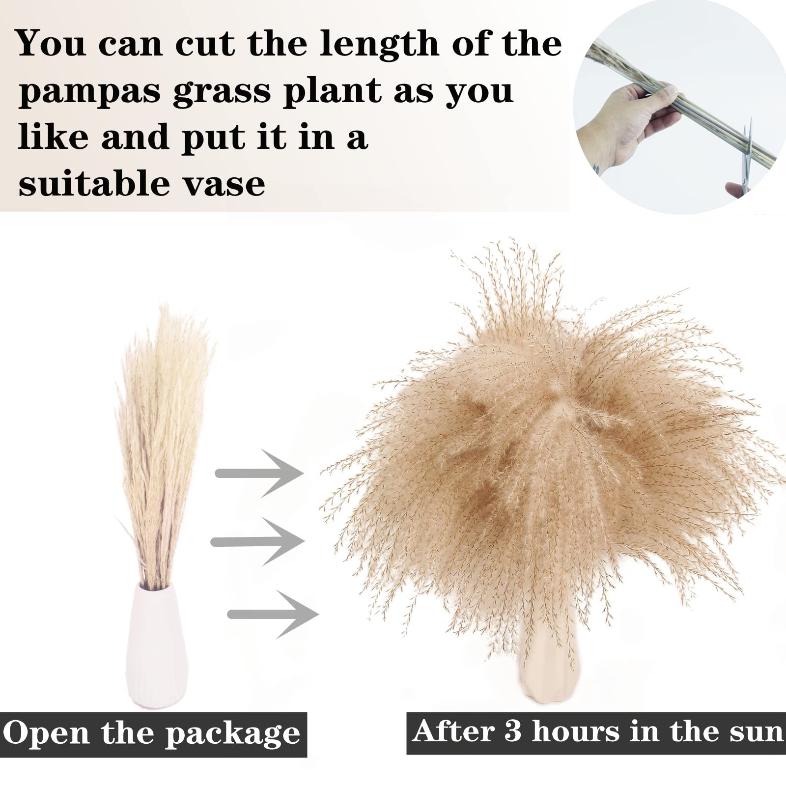 Natural Dried Pampas Grass Decor, White Pampas Grass， Bunny Tails Dried Flowe…