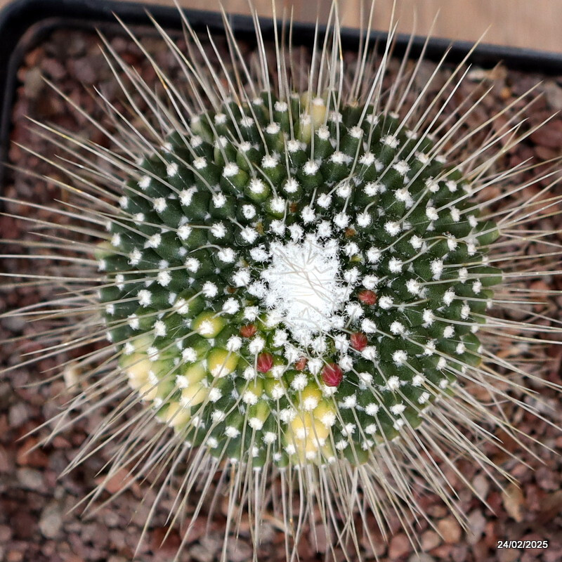 D526 MAMMILLARIA SPINOSISSIMA UNPICO VARIEGATED pot12-H9-W7 cm MaMa Cactus