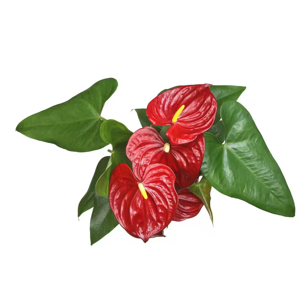 6 In. Red Flamingo Flower (Approximately 20 In. Tall) Decorative House Plant Gif
