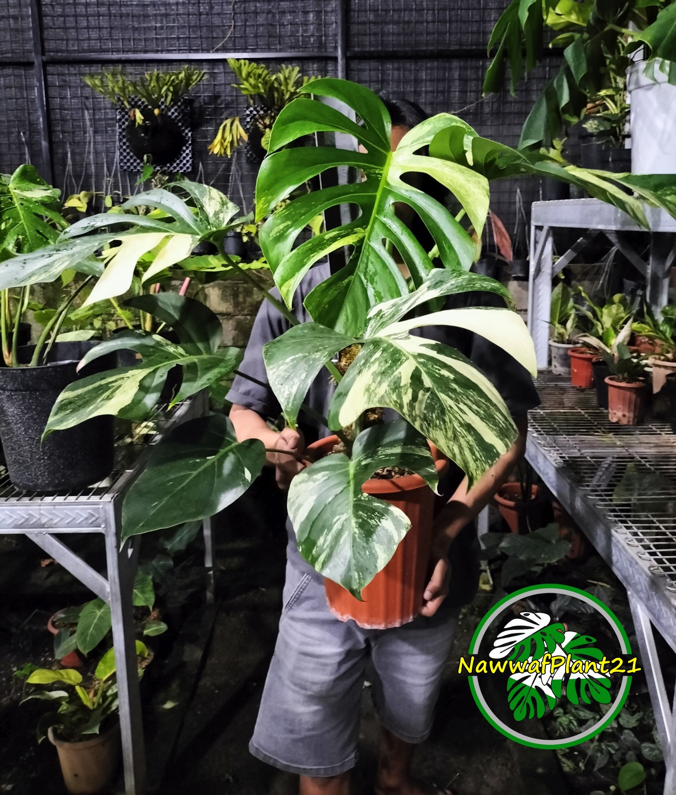 Monstera Jungle Mint Variegated Big Size Mature Real Picture Plant