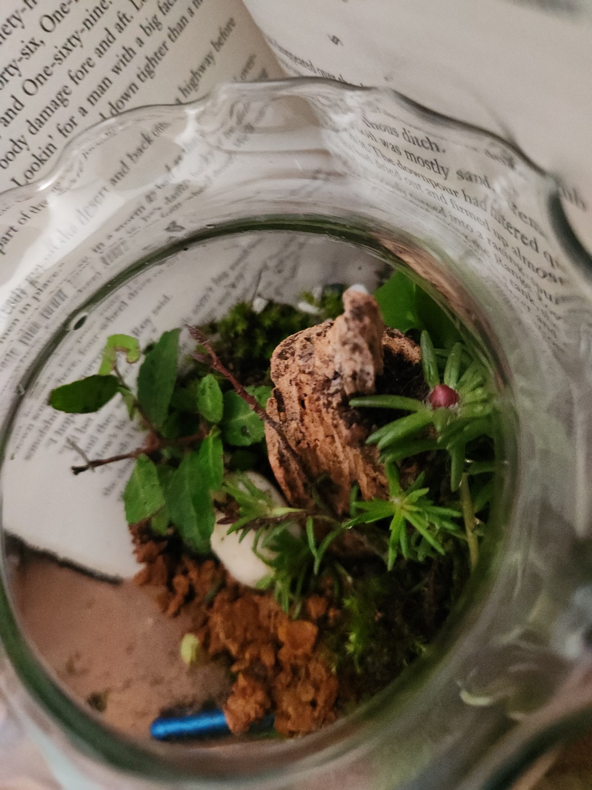 Custom-designed Live Moss Terrarium in Glass Jar – Self-Sustaining Ecosystem