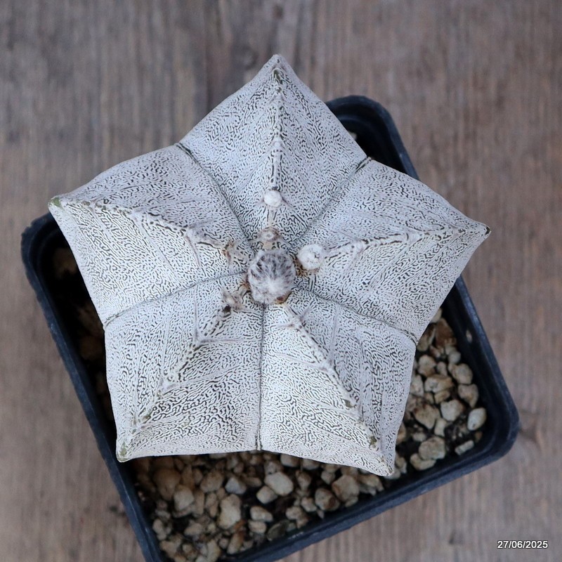 D4886 ASTROPHYTUM MYRIOSTIGMA ONZUKA “V” TYPE pot10-H10-W11 cm MaMa Cactus