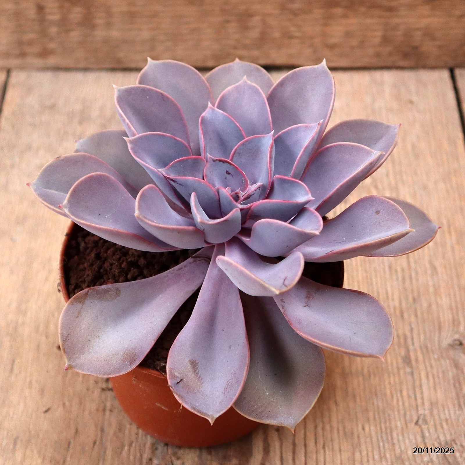 D7455 ECHEVERIA PERLA DI NORIMBERGA pot10-H8-W14 cm MaMa Cactus