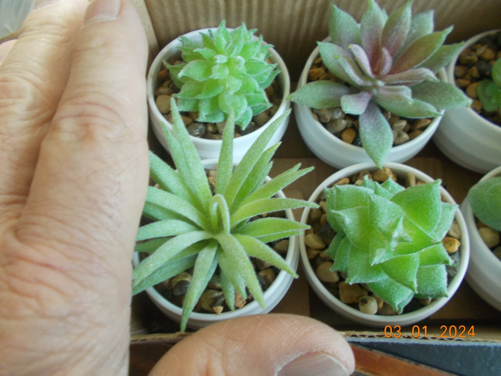 NIOB 6 DerRose 2-1/2″ to 3-1/2″ Faux Succulent Plants in Pots with Stone Fill