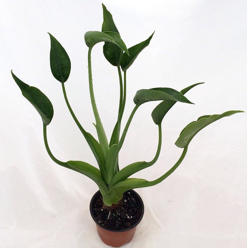 Beautiful Alocasia ‘Tiny Dancer’ – 4” Pot live plant