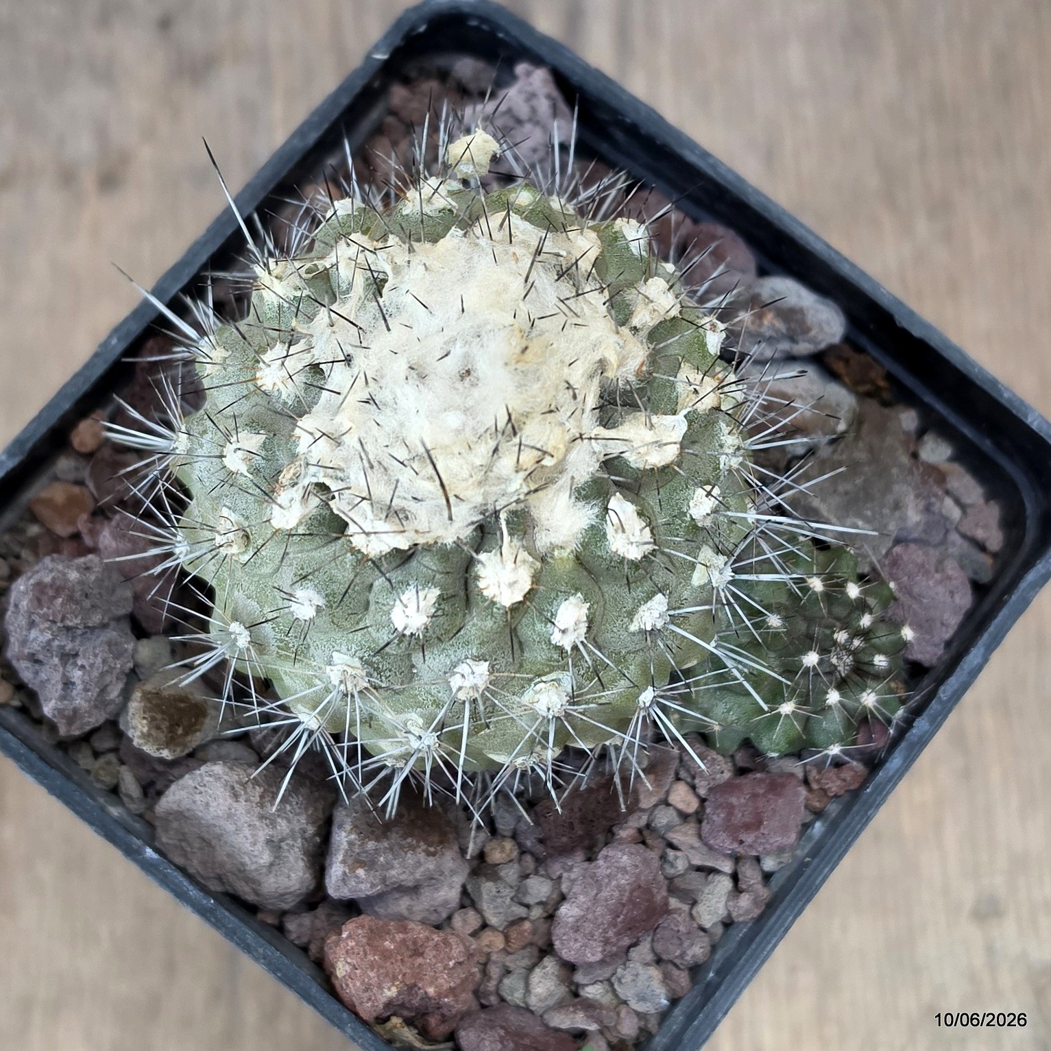 D3510 COPIAPOA HUMILIS V. LONGISPINA pot10-H6,5-W9 cm MaMa Cactus