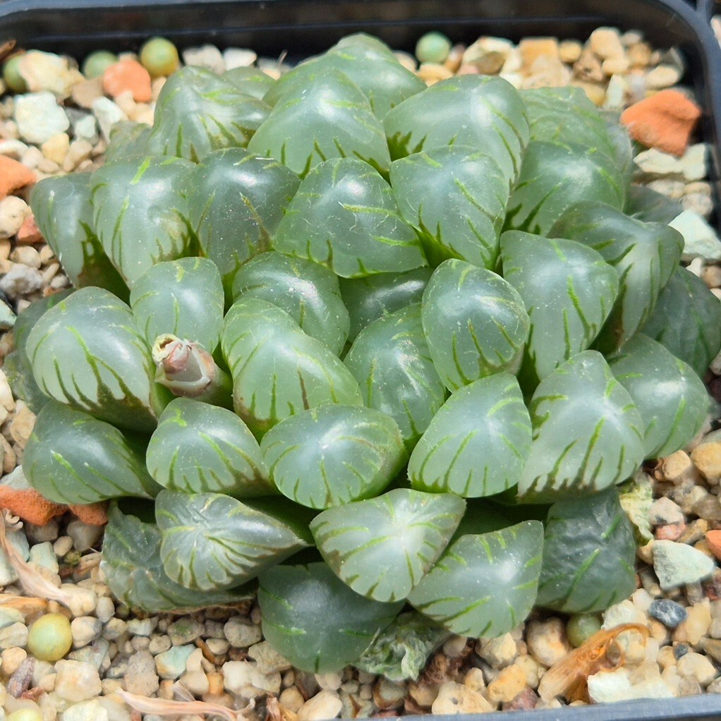 Haworthia obtusa ‘Purple Dodson’ F2 100seeds 2025 year