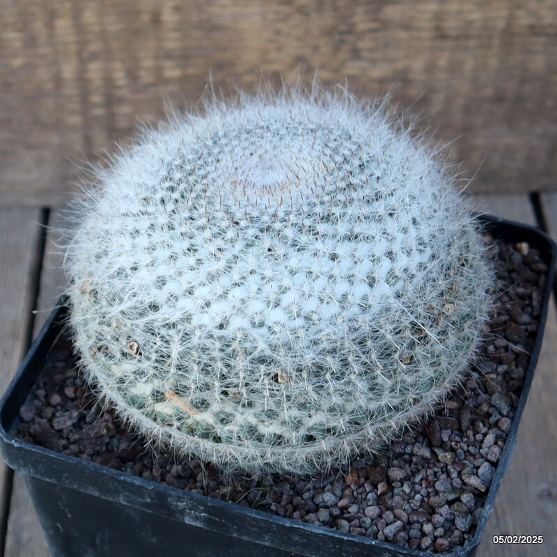 A9622 MAMMILLARIA HANIANA pot14-H10-W13 cm MaMa Cactus