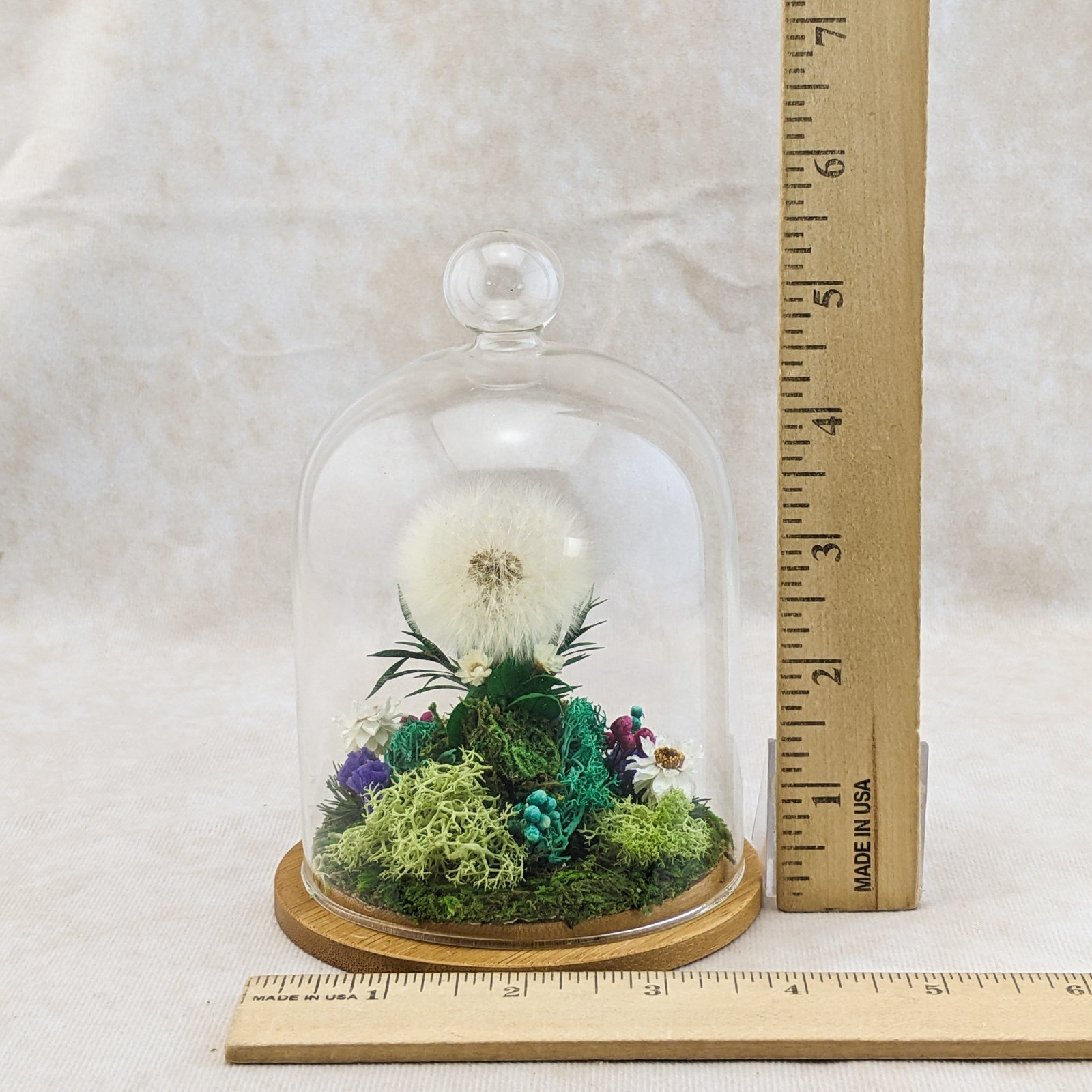 Dandelion Head all natural flowers Lg Glass Dome display collectible decor gif