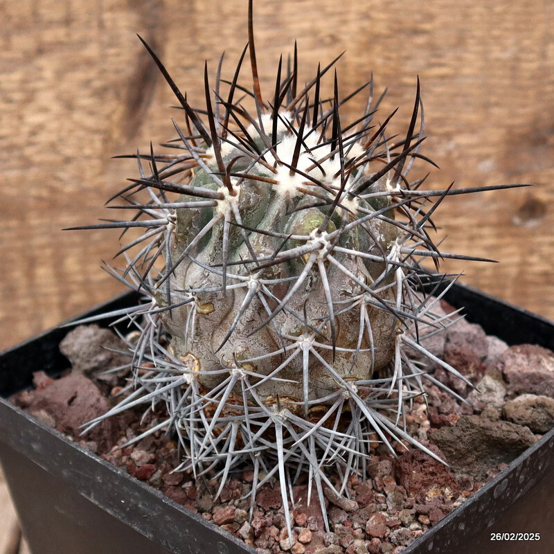 D3553 COPIAPOA COQUIMBANA V. DOMEYKOENSIS pot14-H11-W7 cm MaMa Cactus