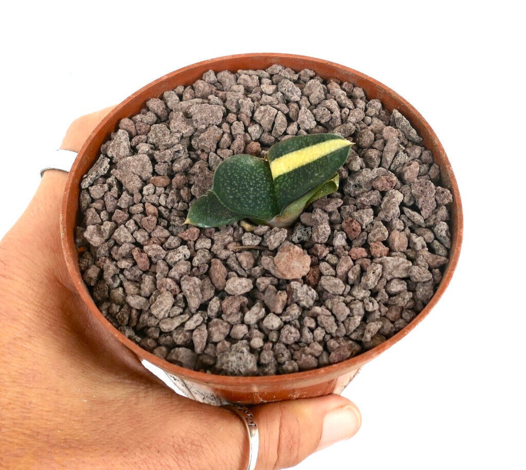 Gasteria armstrongii cv ZEUS VARIEGATED L43 –